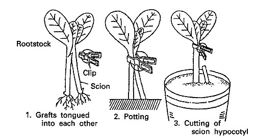 grafting diagram xtremehorticulture of the desert some q and as on grafting diagram xtremehorticulture of the desert some q and as on