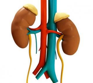 INSUFICIENCIA RENAL AGUDA CRONICA PEDIATRIA insuficiencia renal aguda cronica pediatria: