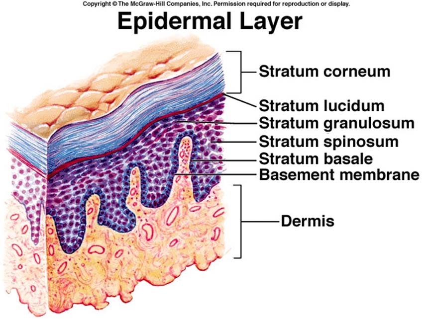 Layers Of The Epidermis Epidermis Skin Anatomy Thick vrogue.co