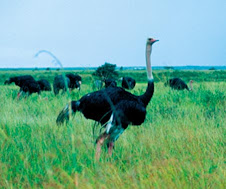 Fauna Bacia Taquari-Antas - Fonte: Aepan-ONG - Série: Aves