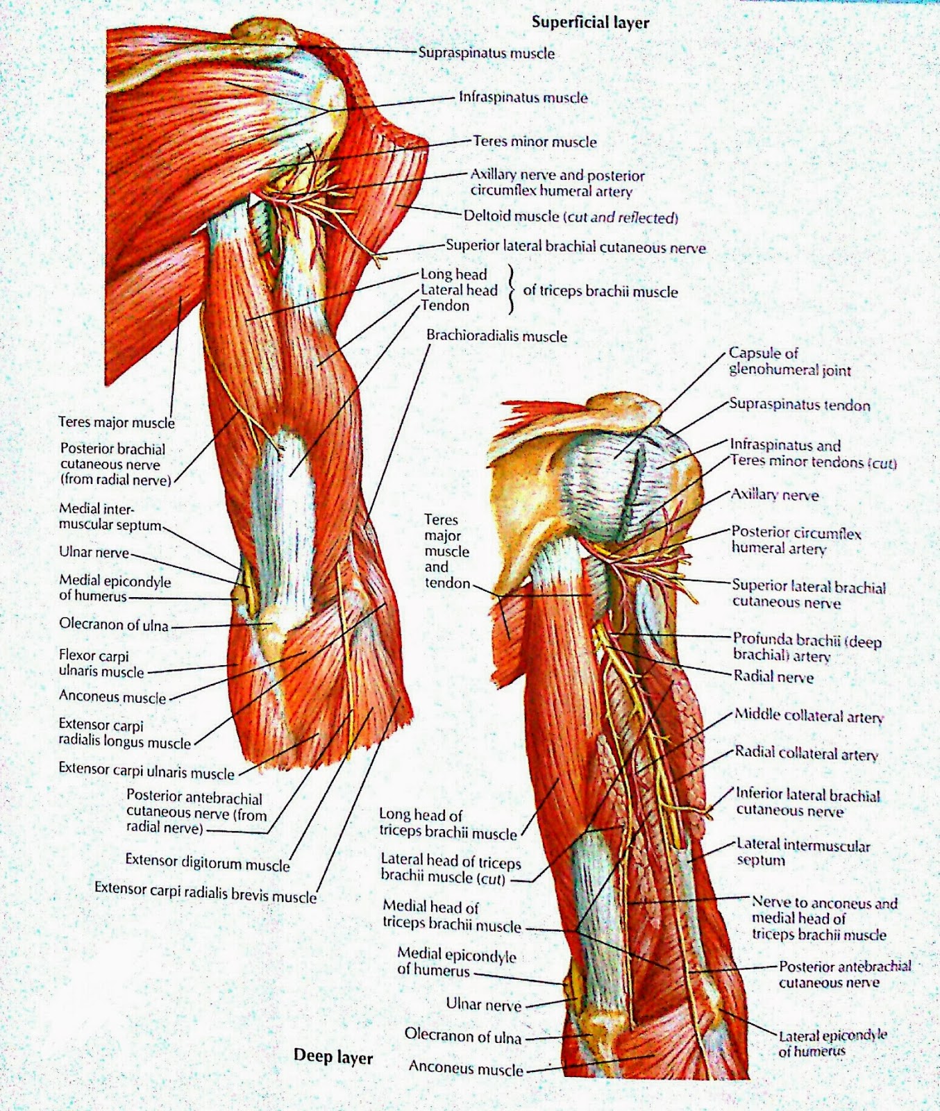 superficial muscles of the arm posterior view