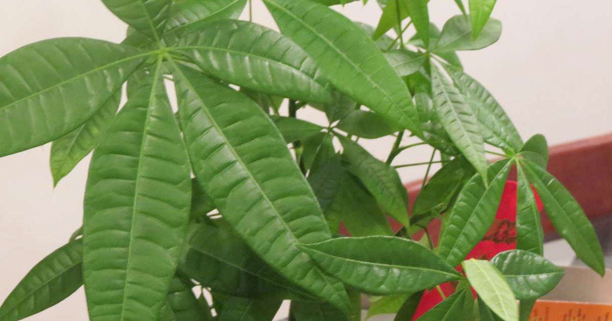 AP Biology Summer Assignment Vascular Plant AP Biology Summer Assignment Vascular Plant