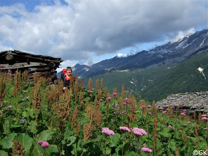 Wilder Rhabarber im Umfeld der Ruinen der Unterberghütten (1800 m)