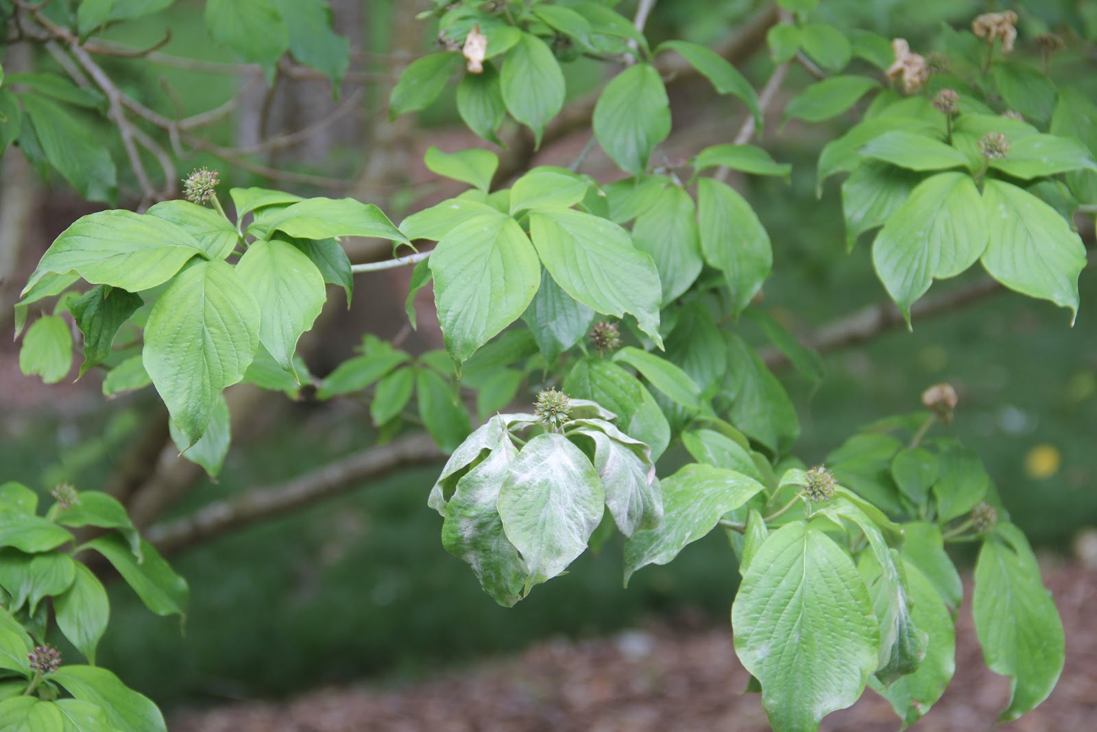 NCSU PDIC April Showers Bring May Flowers... and DISEASES!