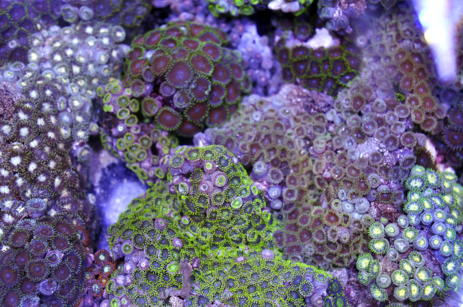 Oceanic Corals Deep Water Zoanthids Arrived!! Finally!!