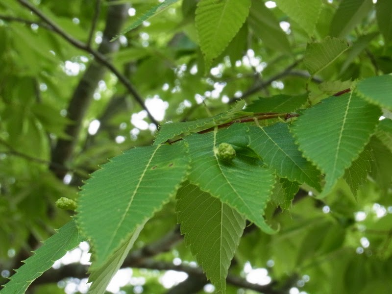 私の拾いもの ケヤキと虫こぶ