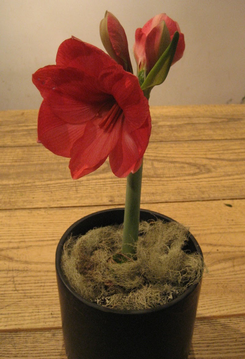 how to store amaryllis bulbs for winter