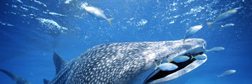 Hiu-hiu Paling Besar di Samudera