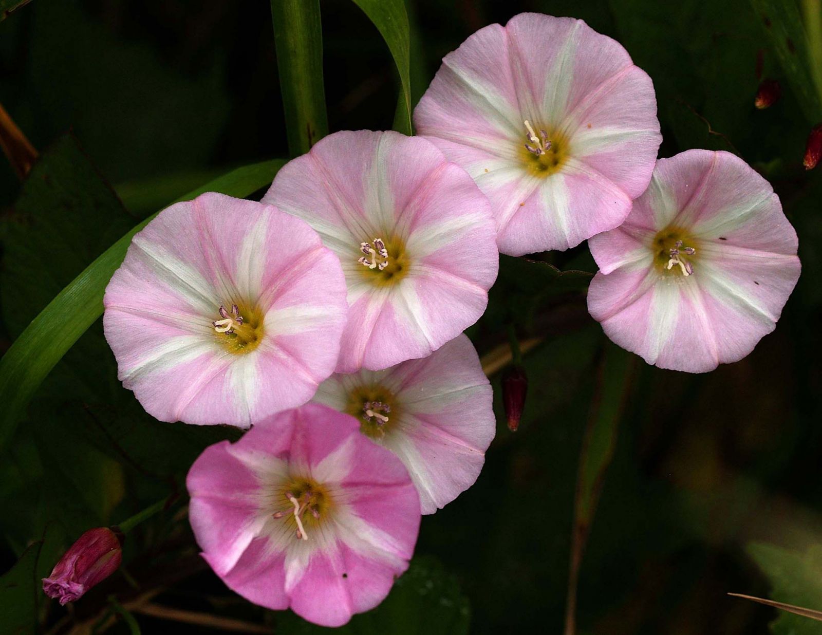 Flower photos field bindweed flower Flower photos field bindweed flower