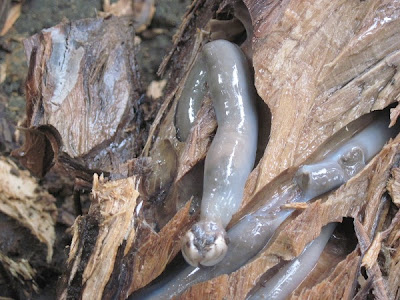 Tamilok, Palawan's famous delicacy