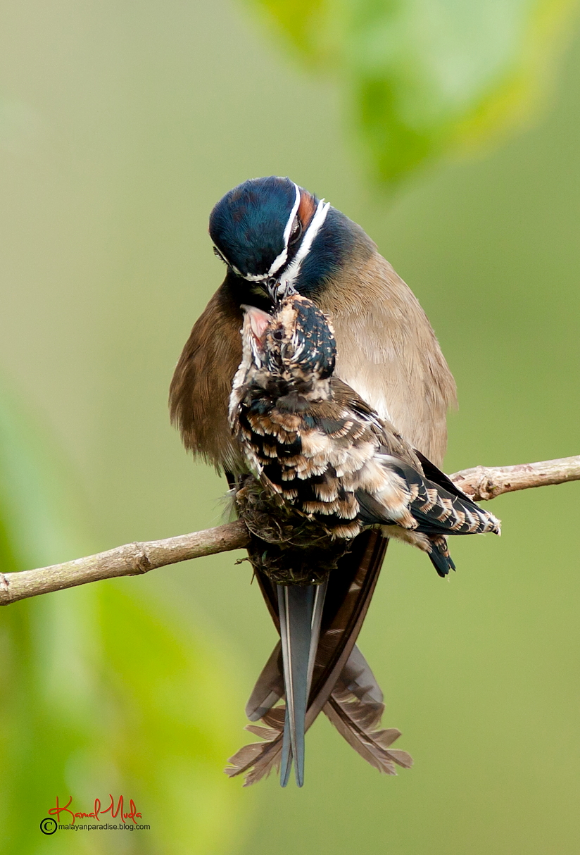 SOUTH EAST ASIA BIRDS Malaysia birds paradise Whiskered Treeswift