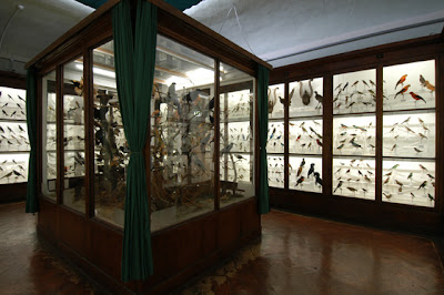 Museo di Storia Naturale Zoologia - La Specola