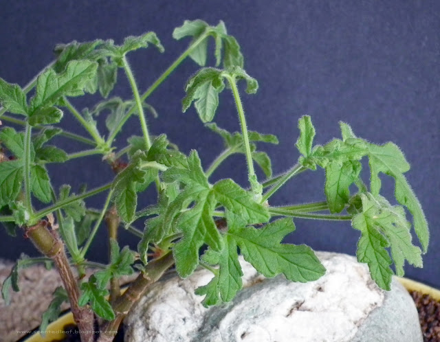 Pelargonium Rober's Lemon Rose scented leaves