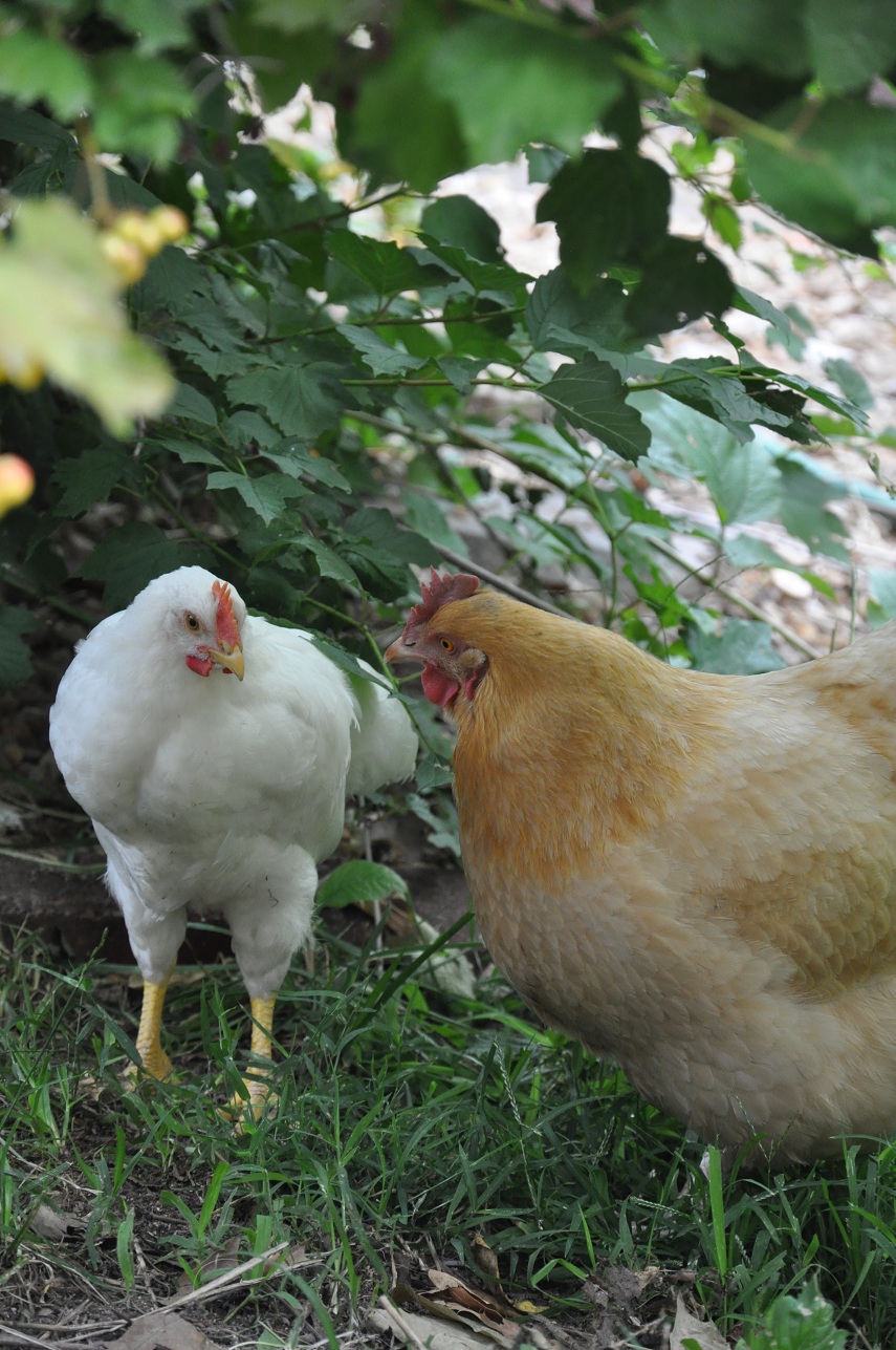 Free Range Chickens = Free Entertainment! Community Chickens