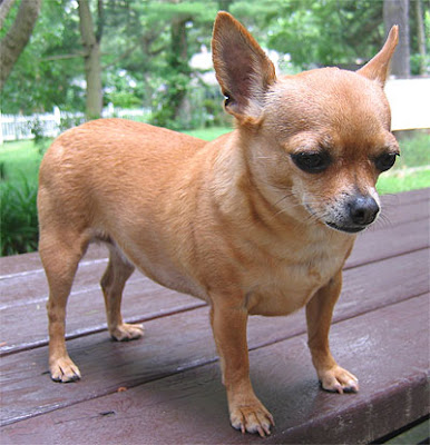 Chihuahua Dog Breeds