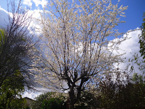 Blooming Ornamental Pear Tree
