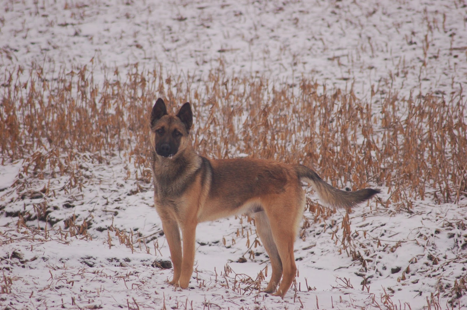 nvbk malinois breeders