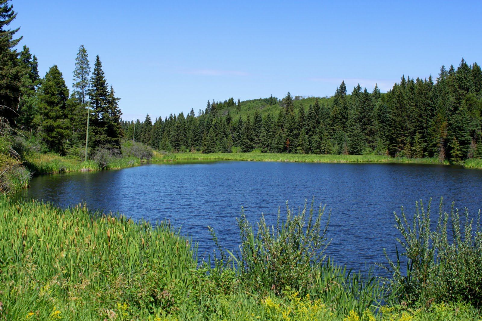 Still Life With Birder Cypress Hills Centre Block
