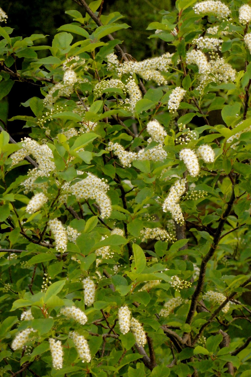 Chokecherry Blossoms Farmer Bloggers