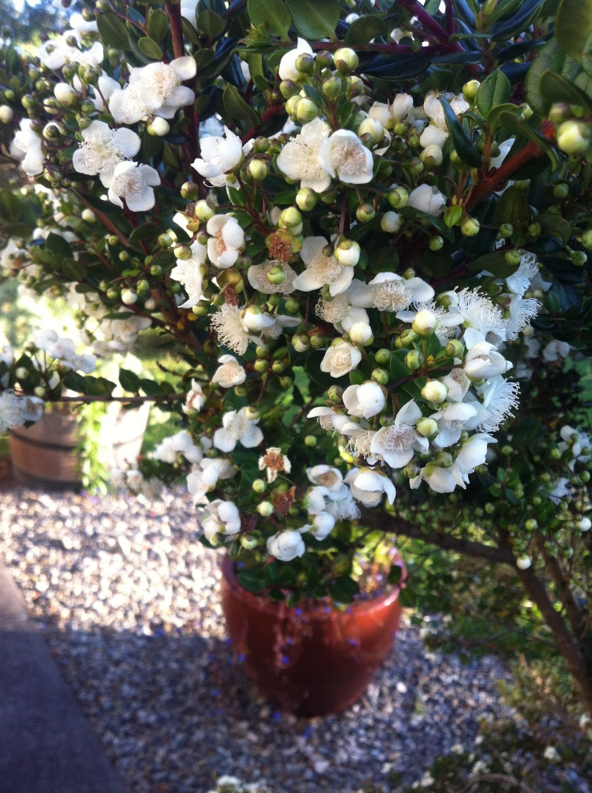 Using Georgia Native Plants Roadside White Shrubs