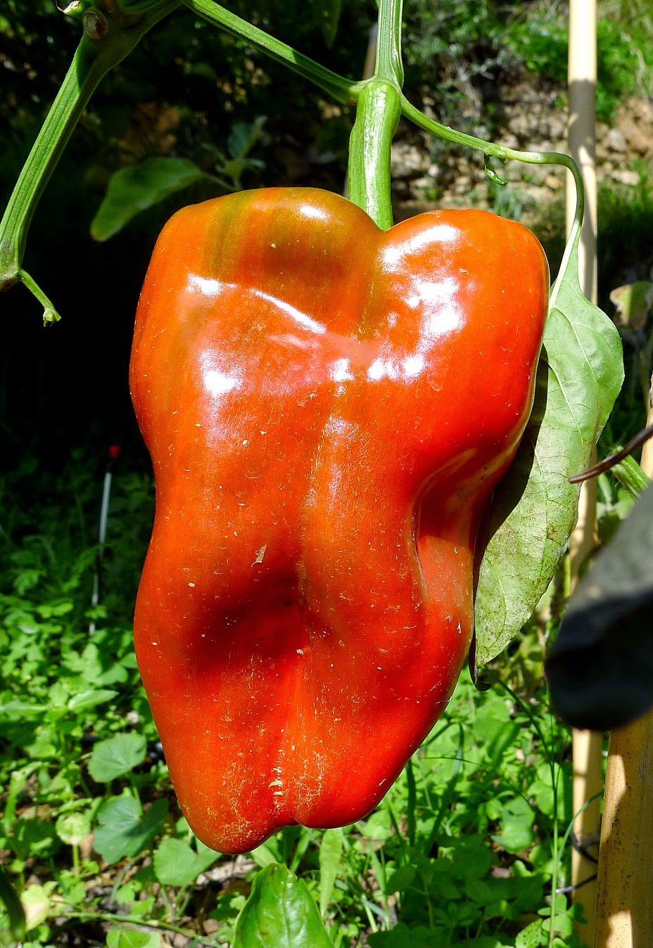MY KITCHEN IN SPAIN CELEBRATING A BOUNTIFUL HARVEST