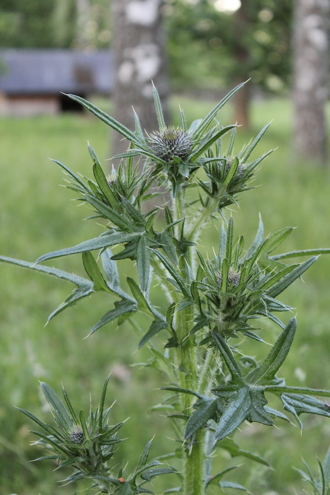 Ãpplen och lavendel