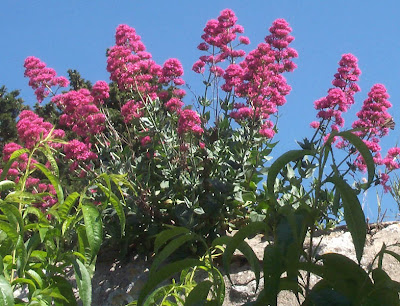 Centranthus ruber