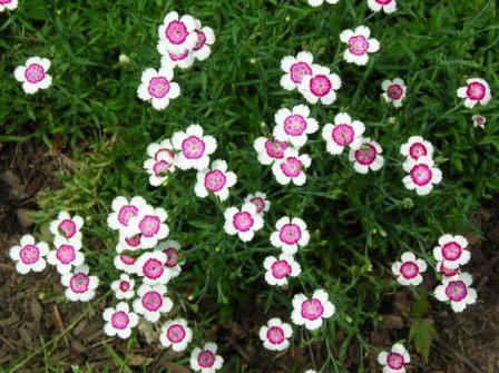Gardening With Grace