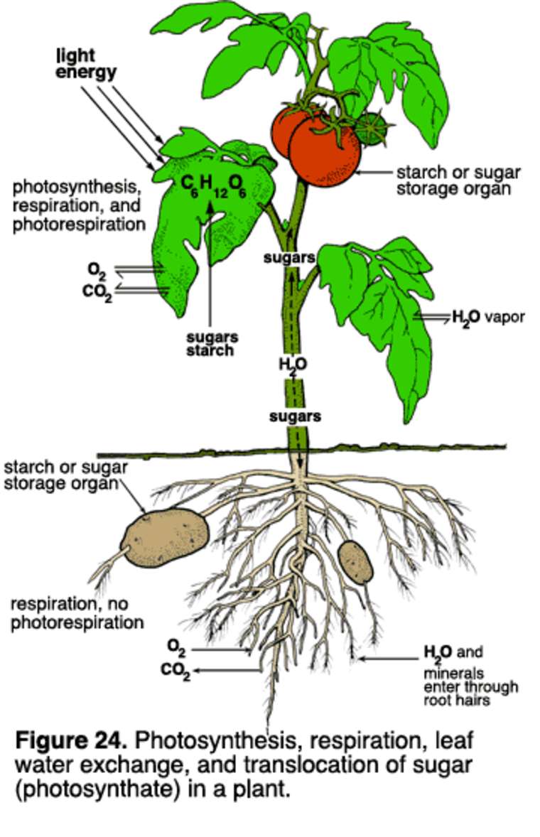 Biology Unit 5.1 Transport In Plants / Look Good & Study Hard