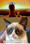 Lately grumpy cats are in fashion