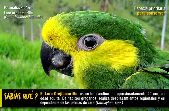 Biodiversidad En Colombia De Aves