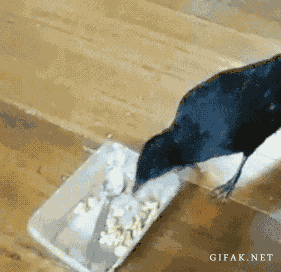 Funny animal gifs, funny animals, crow feed cat and dog
