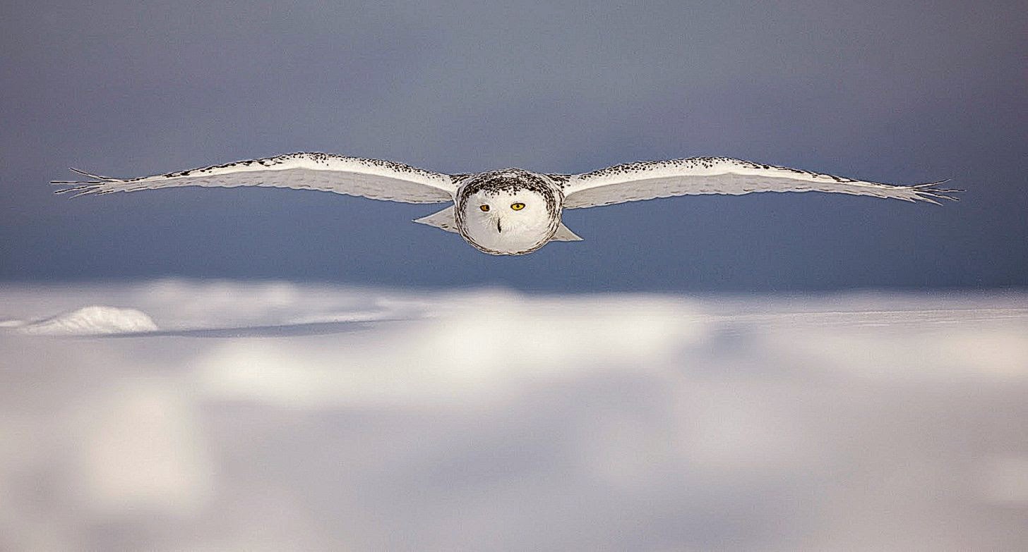 White Owl HD Wallpapers HD Wallpapers 360 White Owl HD Wallpapers HD Wallpapers 360