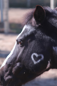Heart of a Horse