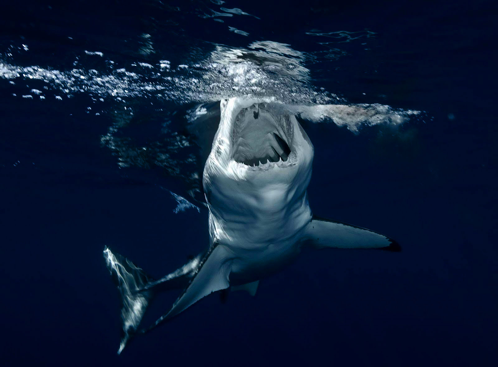 Shark - The Animal Kingdom