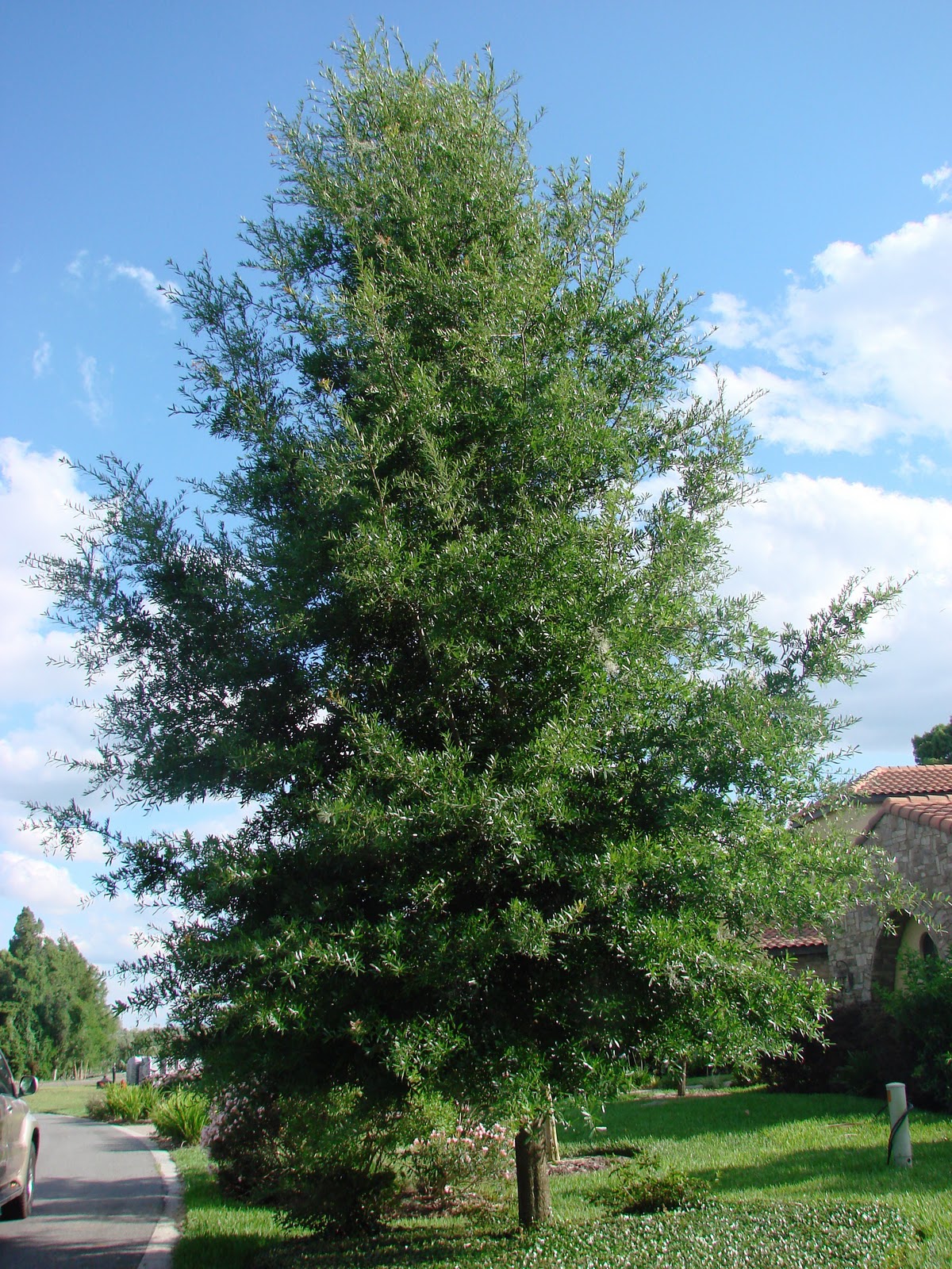 Earth Shattering Gardening The Best Time To Plant A Tree Is Now