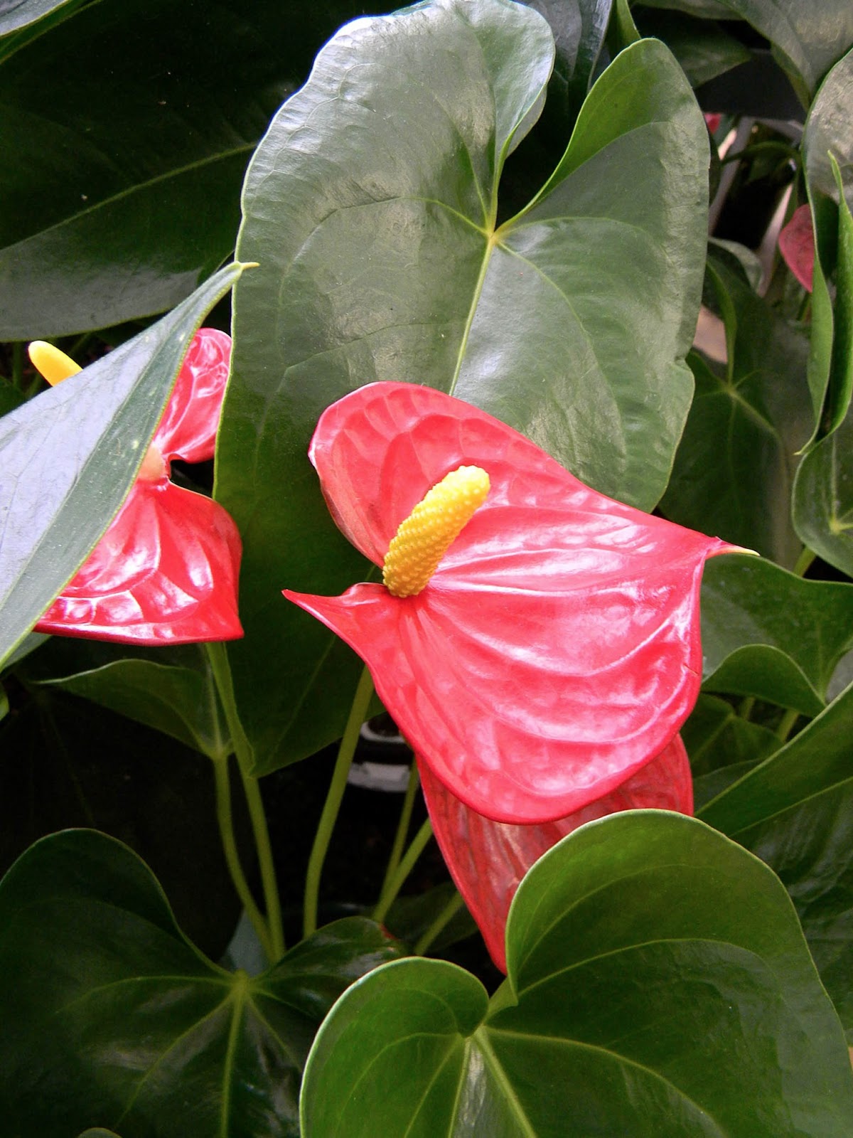 flamingo flower flamingo flower