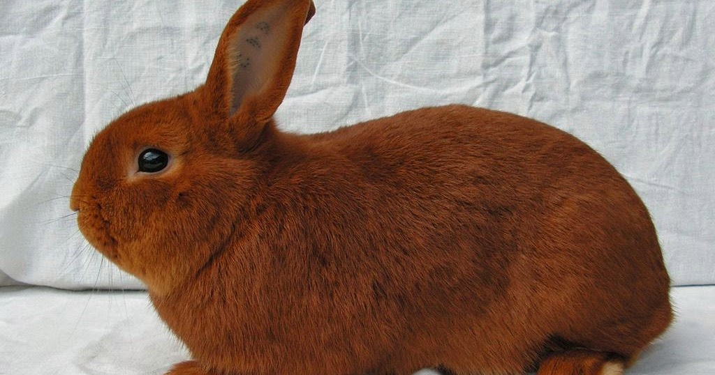 Loving Bunnies: Why Your Rabbit Smells Like Skunk