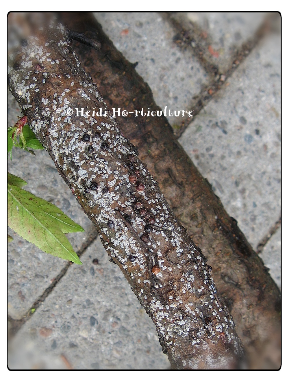 My Little Potted Garden Plants In Kokopics