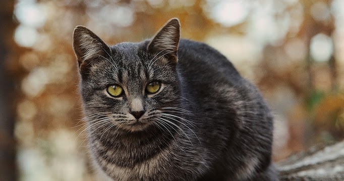 Bagi Kertas Asal Usul Kucing Australia