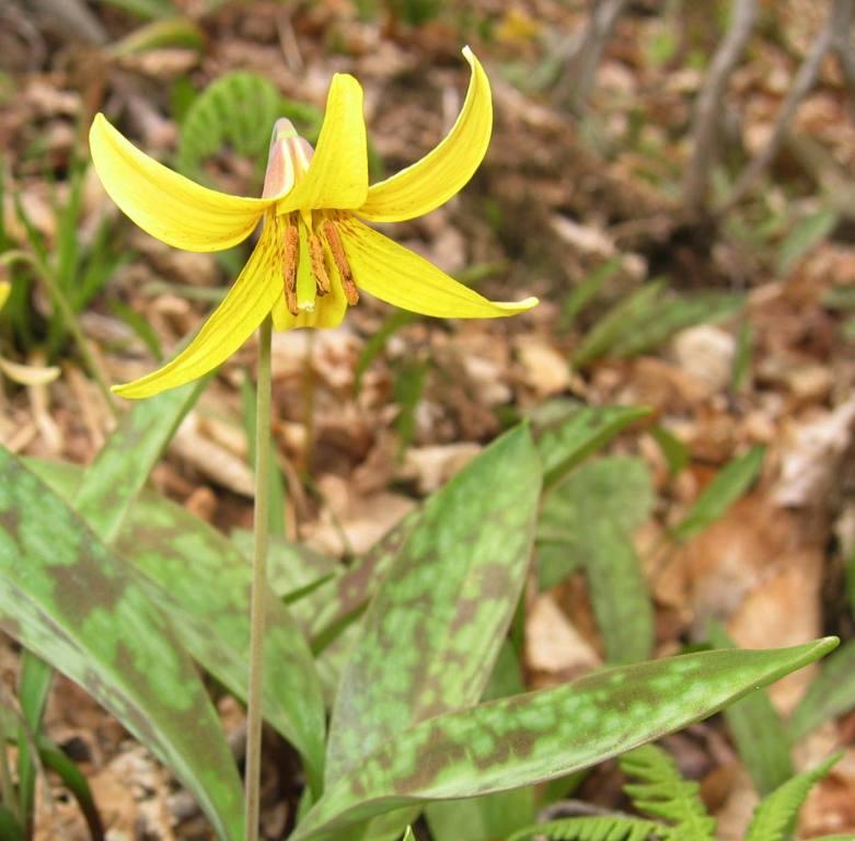 Trees Erythronium americanum Trout Lily Dogtooth Violet