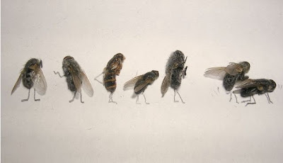 Foto-Foto Serangga yang mati..Dijamin kocak (Ide Unik )