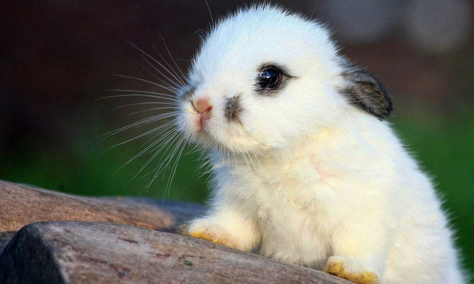Cute Rabbit HD Wallpapers | HD Wallpapers (High Definition) | Free