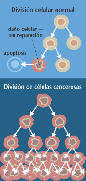 Proceso de division dunha celula cancerixena