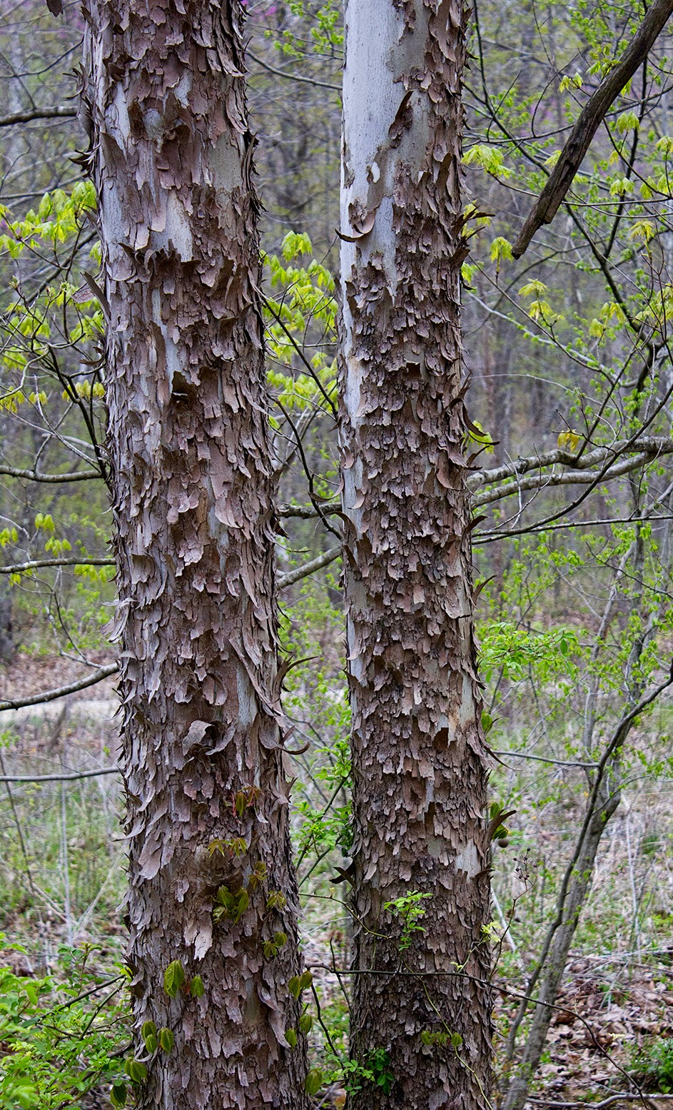 Rurification Sycamore Bark