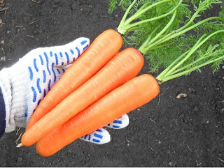 22 сентября, морковь Самсон
