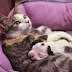 Κουτάβι pitbull βρήκε τη μητρική αγκαλιά σε μια γάτα!