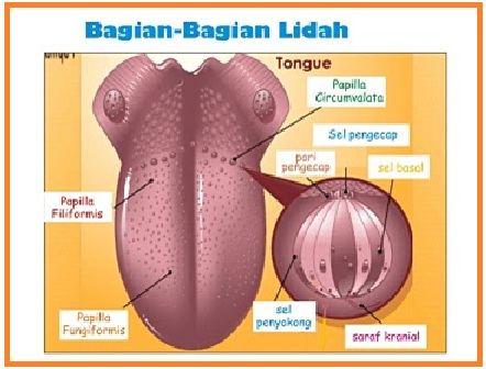 Herlina Blog Panca Indera Pengecap Perasa
