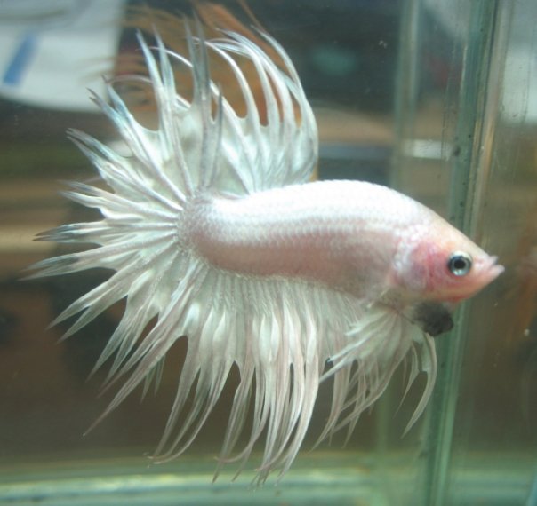 Crown Tail (Serit) - Betta Syndrome