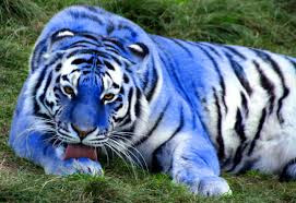 For Truth Even Alone Rare Maltese Blue Tiger Endangered And Near Extinction
